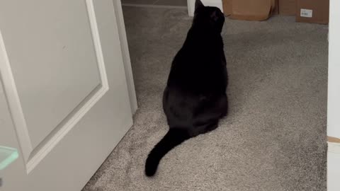 Cute Precious Piper Welcomes People to the Office - My Adopted Shelter Cat Vlog