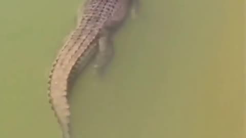 🤯🚿 Watch How Fast a Crocodile Disappears in Water! | FeedMyCuriosity