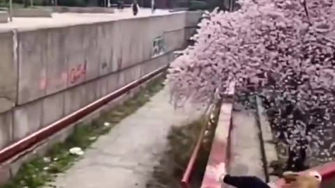 Parkour Short