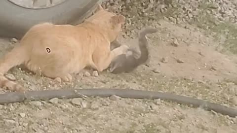 Cats playing together