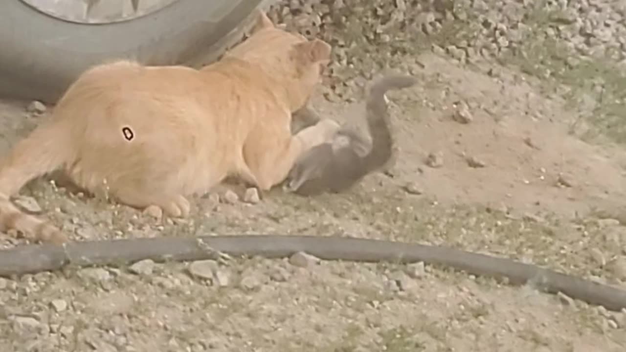 Cats playing together