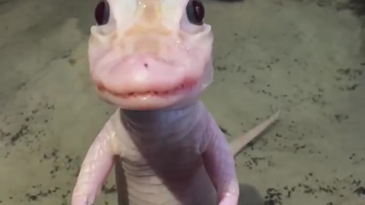 The little teefs 😭