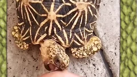 Animal nature: bite, sting, chew. Note: you don't need to have strong nerves ;)