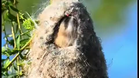 bird