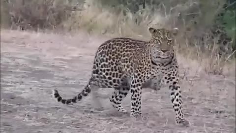 Smart Mother Cheetah & Cubs