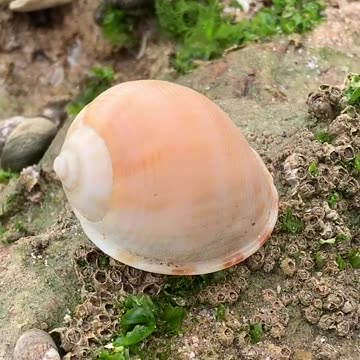 Sea snail shell: Tan-Tan beach