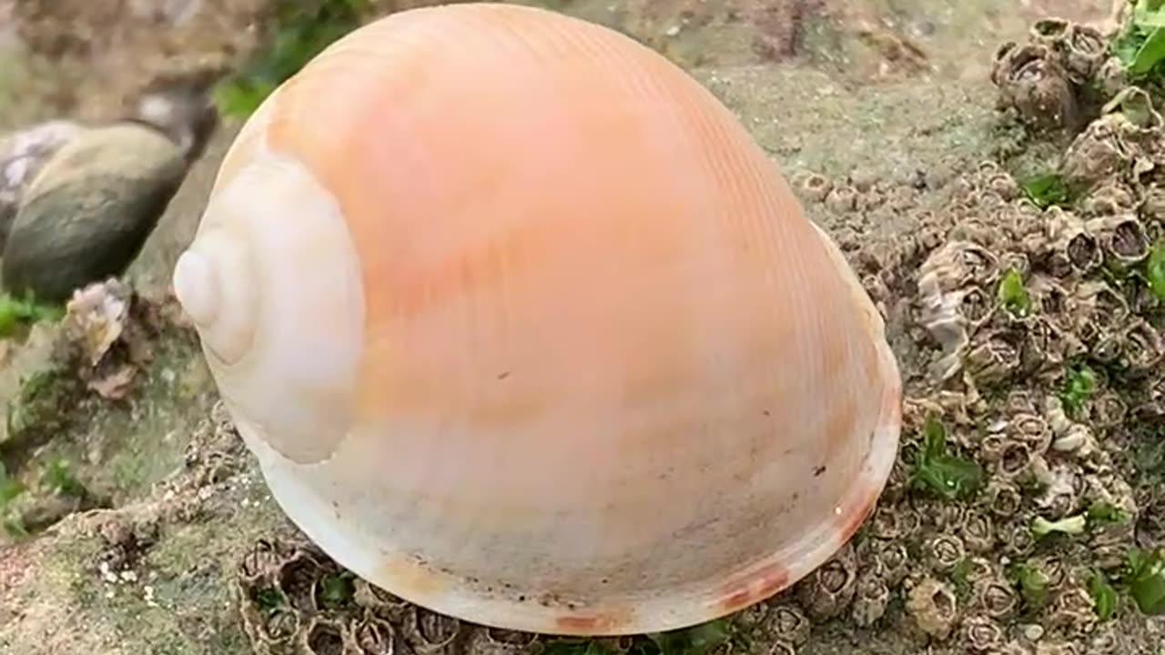Sea snail shell: Tan-Tan beach