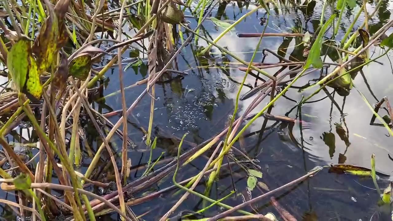 Water Bugs