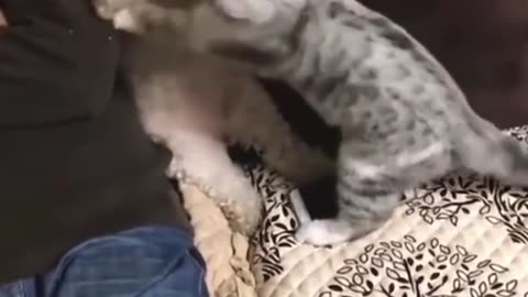 "Feline Fails🤣👌🌹 & Funny Tails! 😹🐾 Hilarious Cat Shenanigans#😂 #FunnyCats #Animal#video#