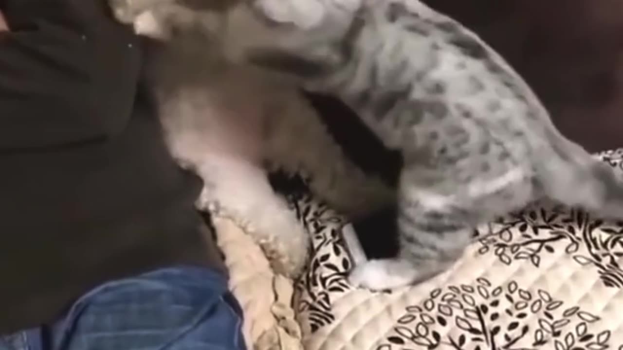 "Feline Fails🤣👌🌹 & Funny Tails! 😹🐾 Hilarious Cat Shenanigans#😂 #FunnyCats #Animal#video#