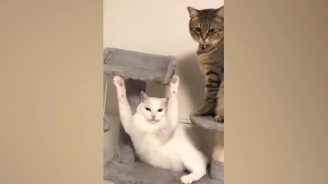 Try not to laugh cat video PT 07