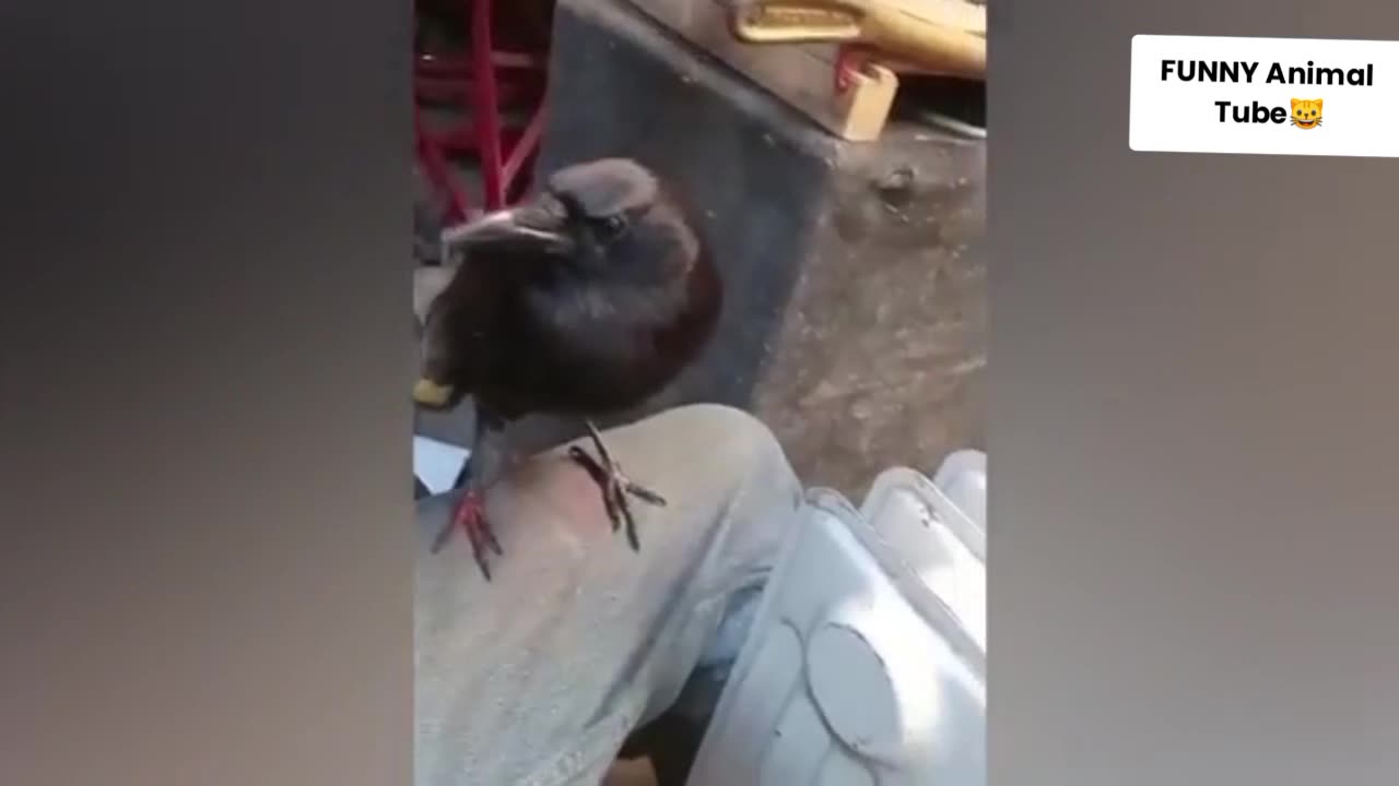 Funny Animals, Go to see a Doctor tor if you don't laugh