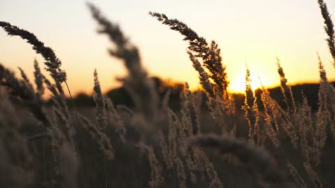 Sunset Calm: Peaceful Nature Sounds for Deep Relaxation & Stress Relief Golden Hour Ambience