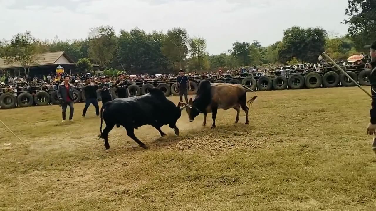 nyuj sib nraus