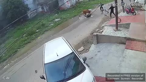 COWS DONT LIKE NIGGER INDIANS