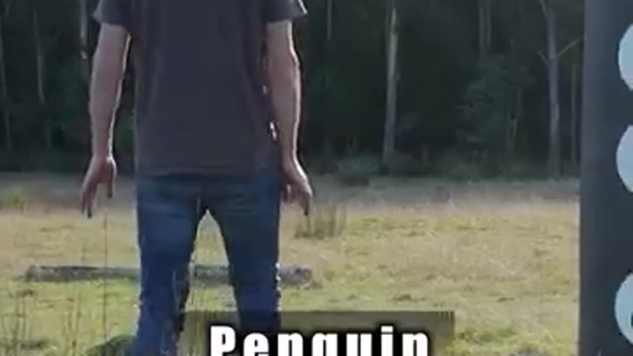 animal fight