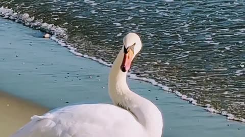 What Does It Mean to Dream About a Swan?