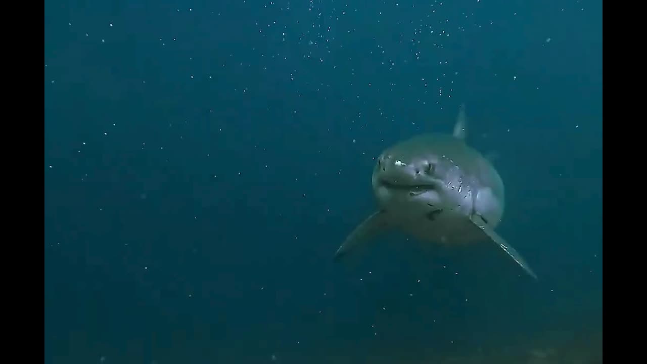 Don't come so close!