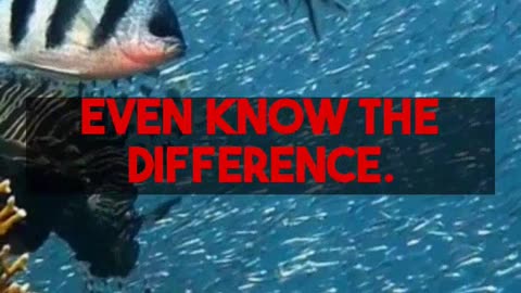 Underwater Microphones The Science of Hydrophones