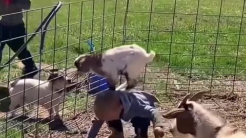 Playful Farm Dog Climbs on Owner’s Back and Jumps Off