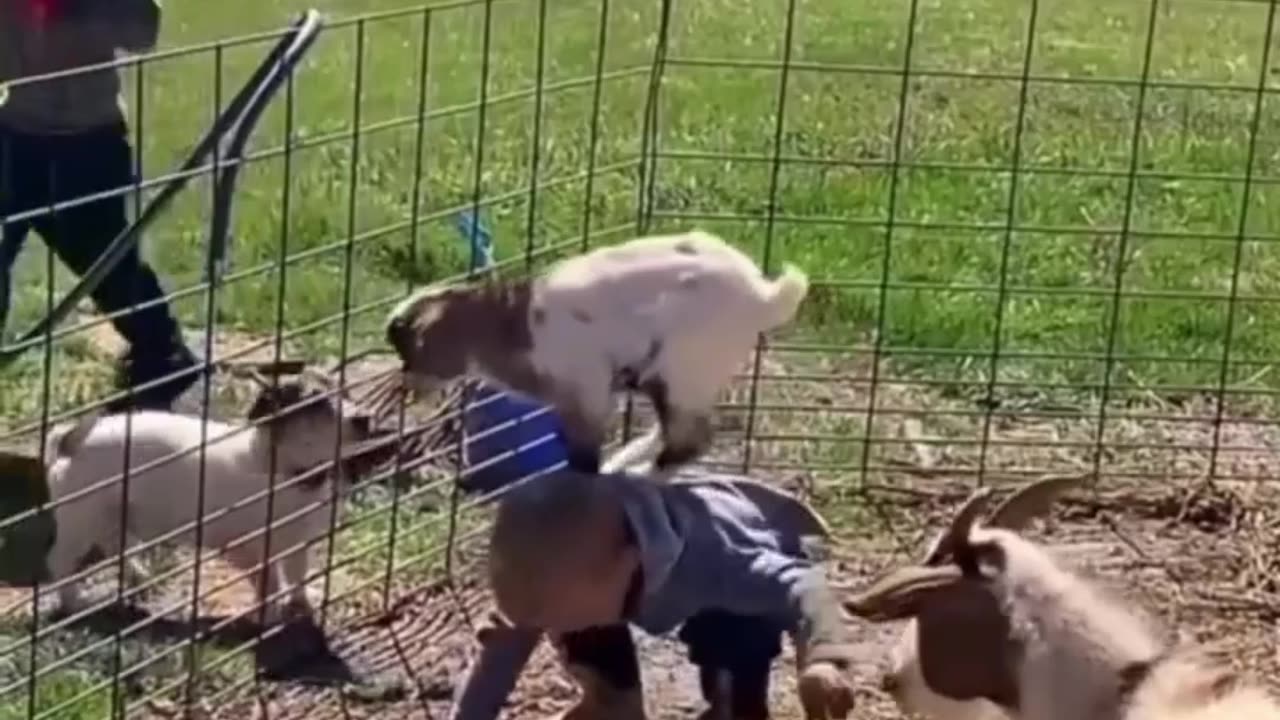 Playful Farm Dog Climbs on Owner’s Back and Jumps Off