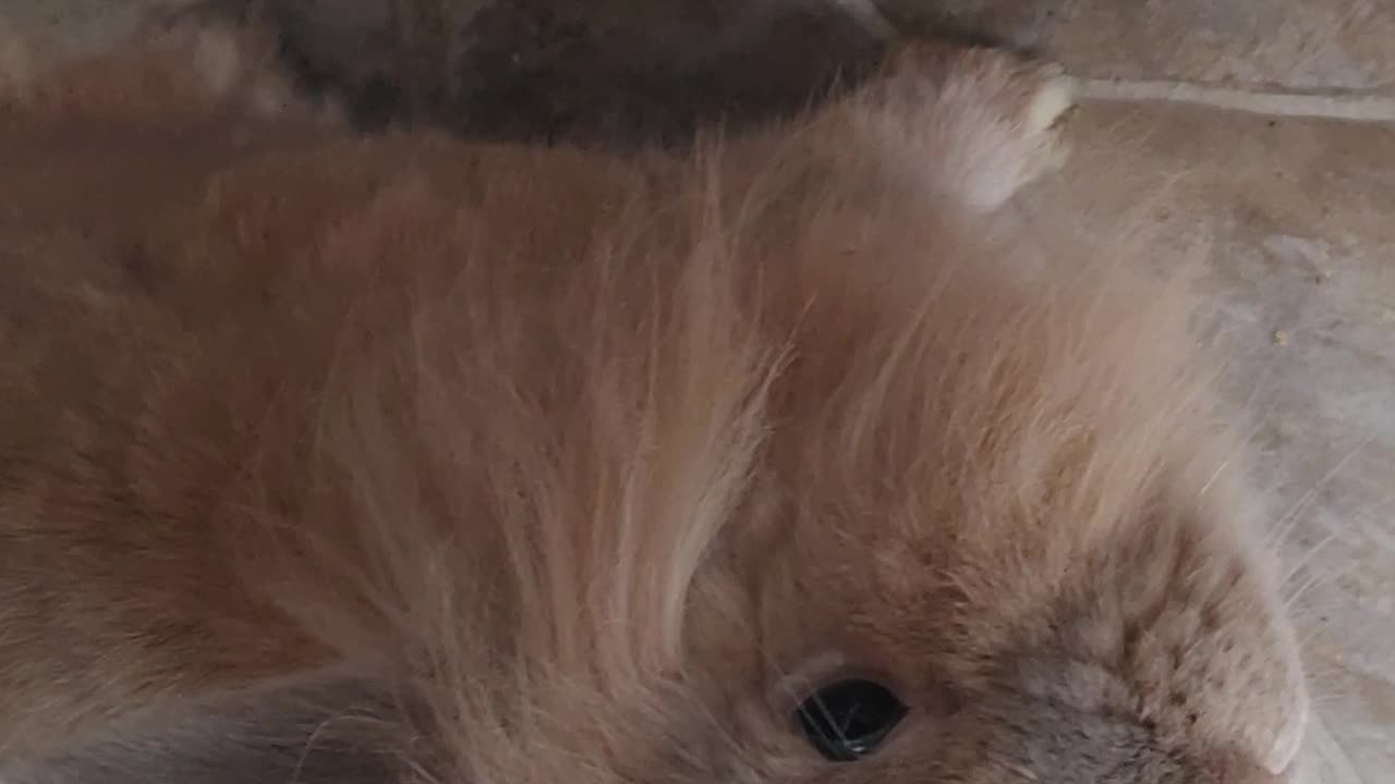 Buns begging for treats