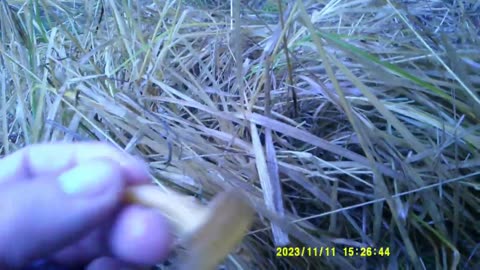 ULTIMA DOSE DI FUNGHI (11 11 2023) [I° PARTE]