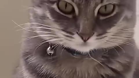 Why, why did I create this (Ankha meme) #shorts - bumban037 (720p, h264)