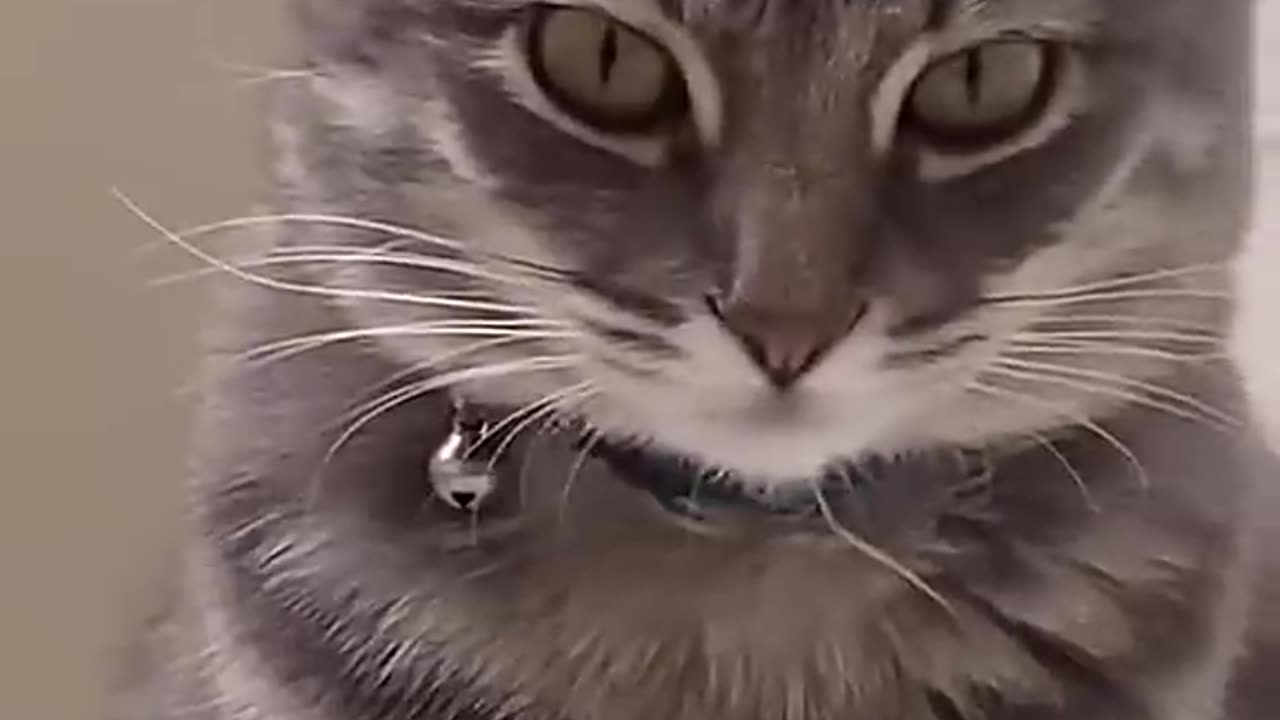 Why, why did I create this (Ankha meme) #shorts - bumban037 (720p, h264)