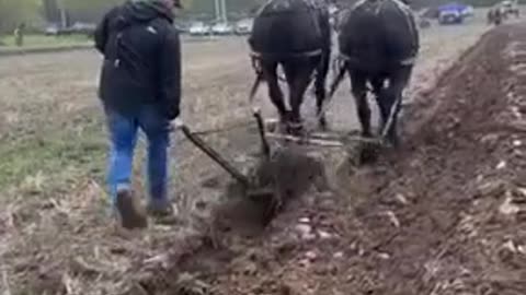Old Fashioned Plowing - Satisfying to watch