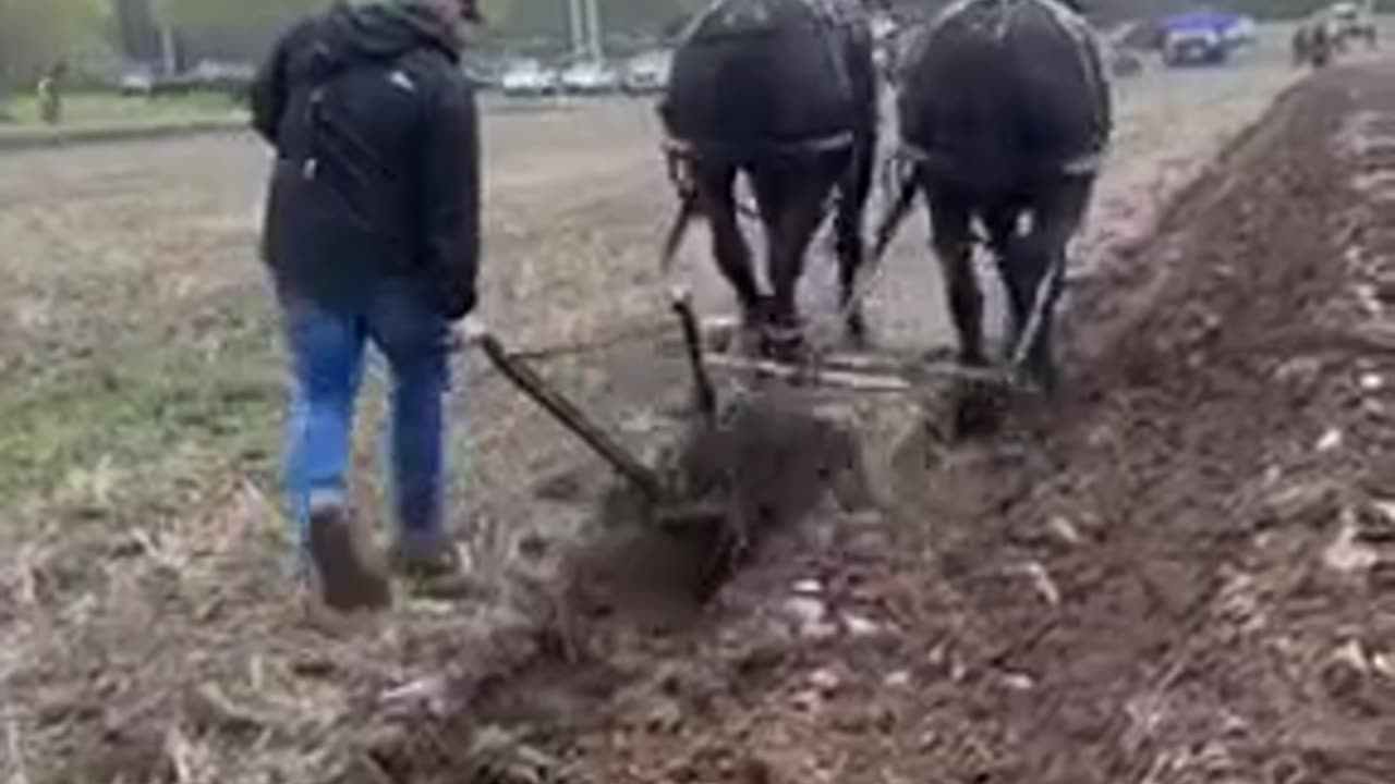 Old Fashioned Plowing - Satisfying to watch