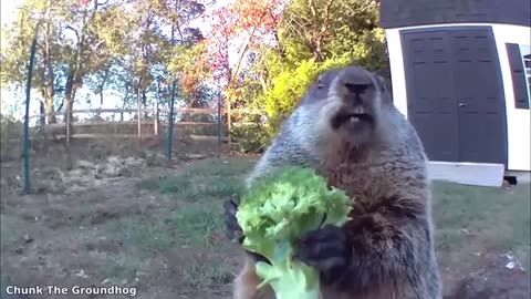 Funniest Animals Videos