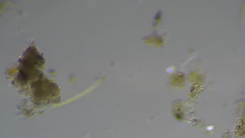 Ditch Water Microorganisms