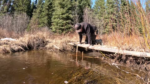 Beaver Trapping with BeaverCraft - The Importance Of The Axe On The Trapline