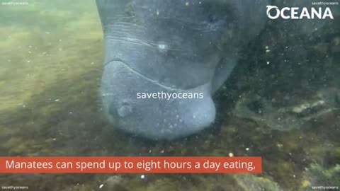 West Indian Manatee Gentle Giants Of The Shallows Oceana