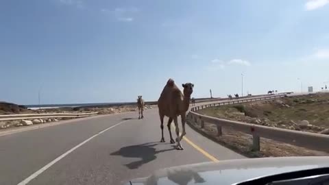 15 Things to do in Abu Dhabi Video Here
