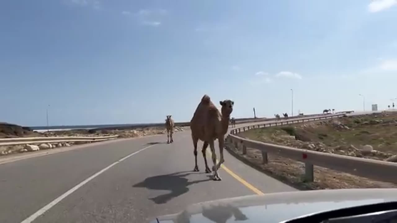 15 Things to do in Abu Dhabi Video Here