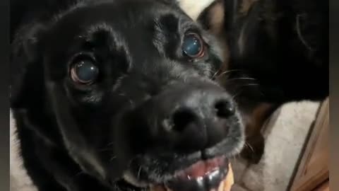 😨🐕 Skinwalker or Haunted Dog? Unbelievable Footage Part 5 | TheHauntingHour