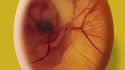 Chicken Embryo Development 3D Animation