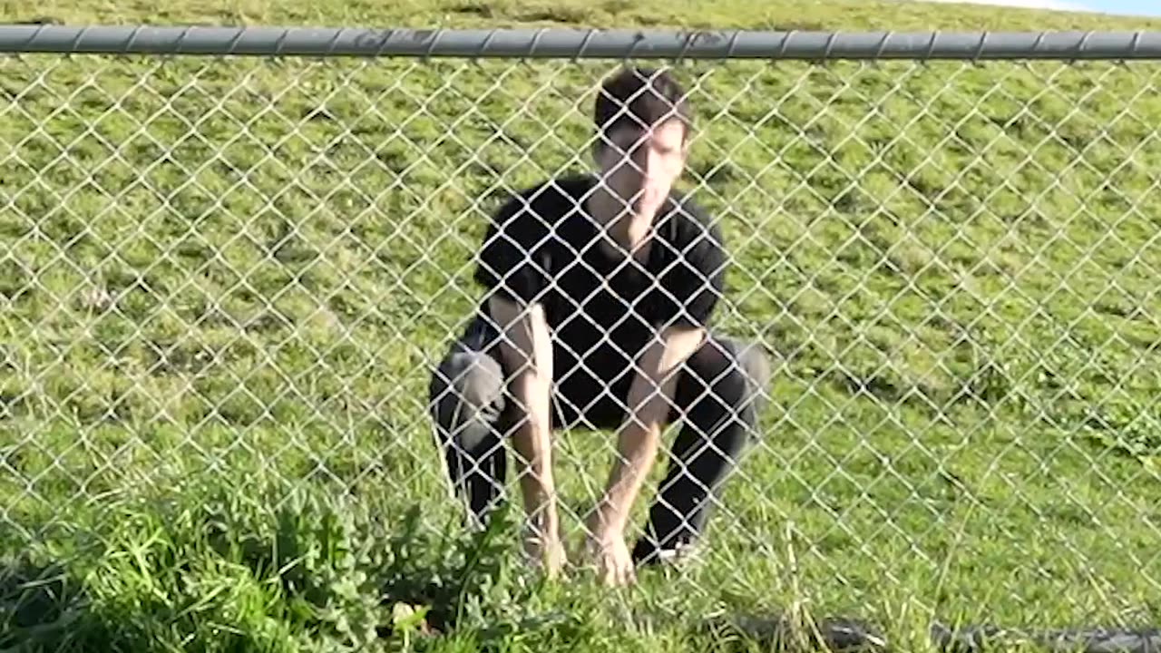 How Animals Get Over a Fence (With Emojis) 😂
