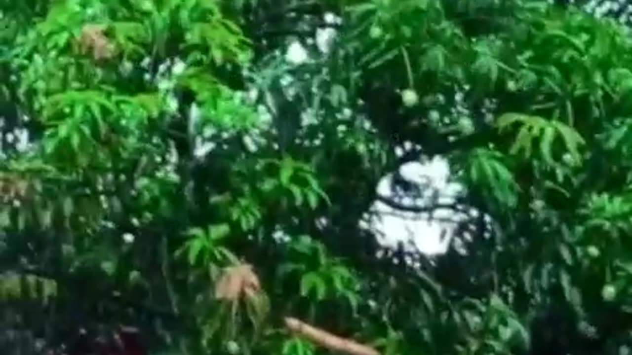 vrail video