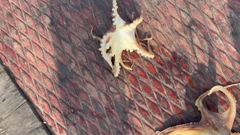 Im Takt der Wellen Angeln in Laos