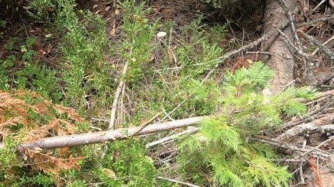 Bigfoot Evidence - top of douglas fir jammed into the ditch like a spear
