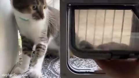 Silliest CATS on Earth