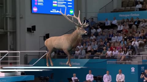 Who Wins Gold? | Animal Olympics