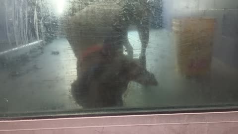 Nugget 5y Pet Id 946758 kennel big room 2 HSSAZ shelter he's ~too high-strung 4 me today20250711224