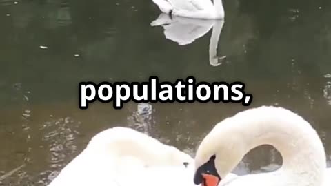 🦢💔 The Heartbreaking Loyalty of Swans – Love That Lasts a Lifetime 🦢💕✨🤝🐣🌊❤️💔