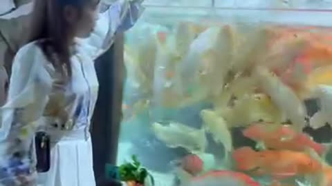watch sea aquarium