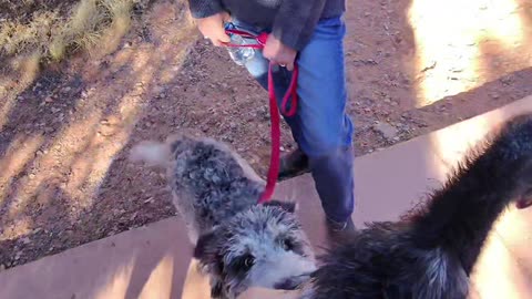 Leashed Emu Takes A Hike