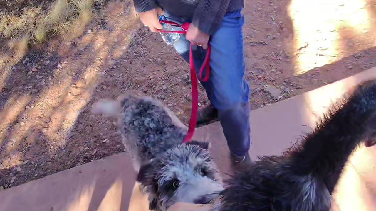 Leashed Emu Takes A Hike